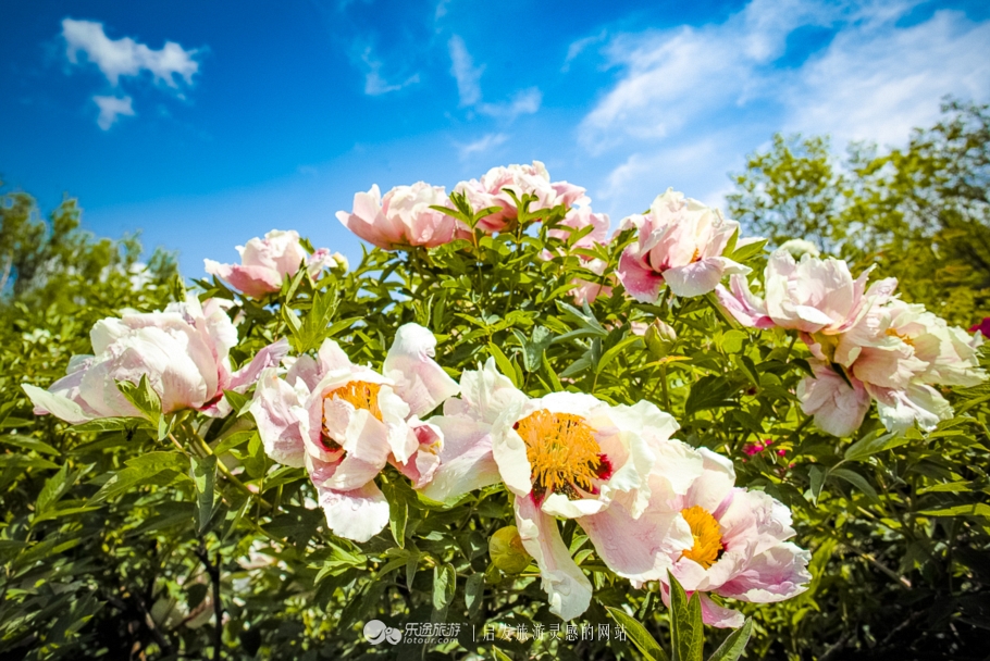 他让高寒干旱地开满牡丹花，打造西北牡丹第一园
