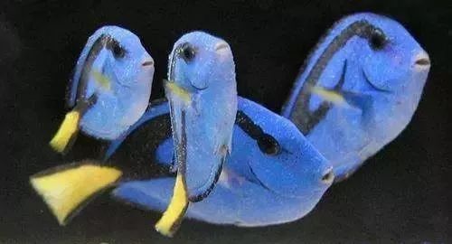 校准ph偏低,ph数值低