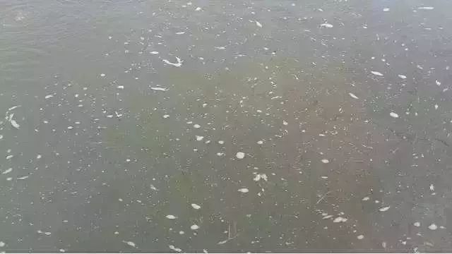 池塘水质变红解决办法,池塘水质变青是什么情况