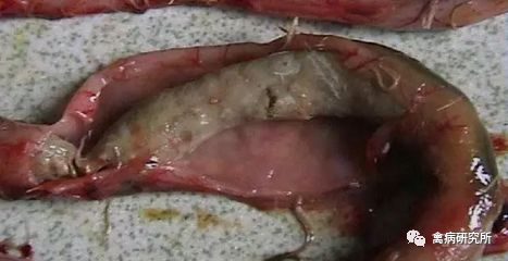 小鹅瘟发病视频,小鹅苗近期生病是什么原因