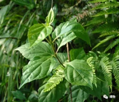 杨白劳喝盐卤自杀,怎么能给他救回来?