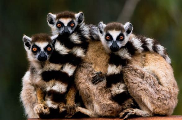 遇到野牛该如何保护自己,遇到美洲野牛怎么办