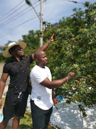 兰溪东魁杨梅采摘时间,兰溪杨梅红了