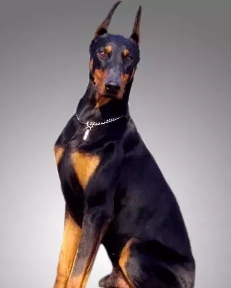 十大最忠诚的狗狗排行榜,十大最好养最忠诚的狗狗