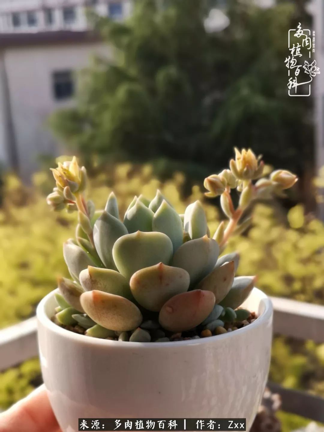 多肉怎么才能养得又美又胖,多肉的特点20个字