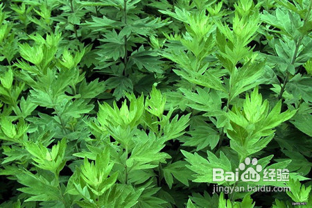 艾叶怎样用可以祛湿气,艾叶和什么泡水喝能除湿气