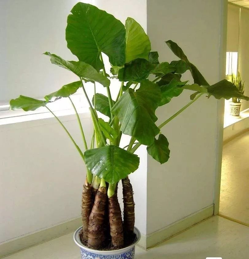 装修房子吸甲醛最好的是什么植物,吸甲醛最好的植物哪种排名第一