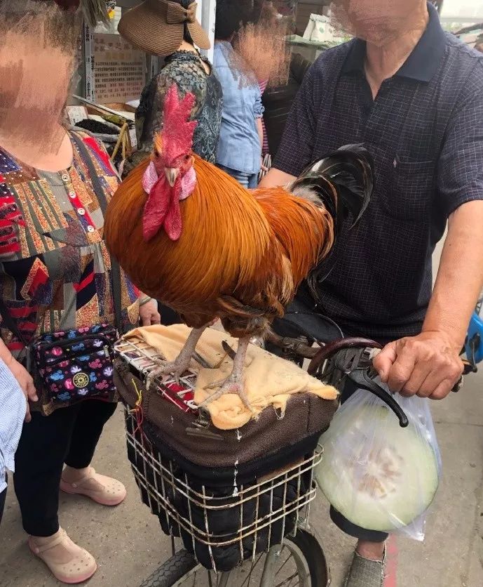 天津四大神兽,遛狗遛猫哪个容易