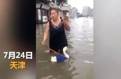 天津四大神兽,遛狗遛猫哪个容易