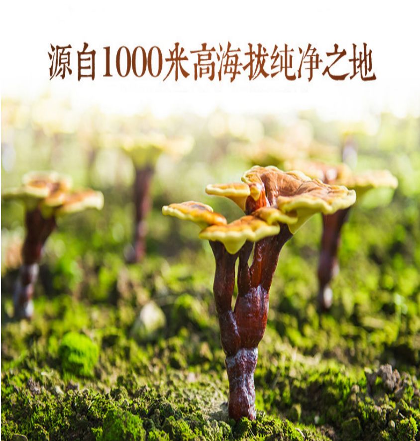 破壁灵芝孢子粉旗舰店单独包装,同仁堂直销灵芝孢子粉