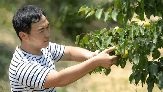 果期仅15天，*安泰**半野生珍珠杏！一口咬下满满桂花香，从牙齿蜜甜到腰！|吃货精选