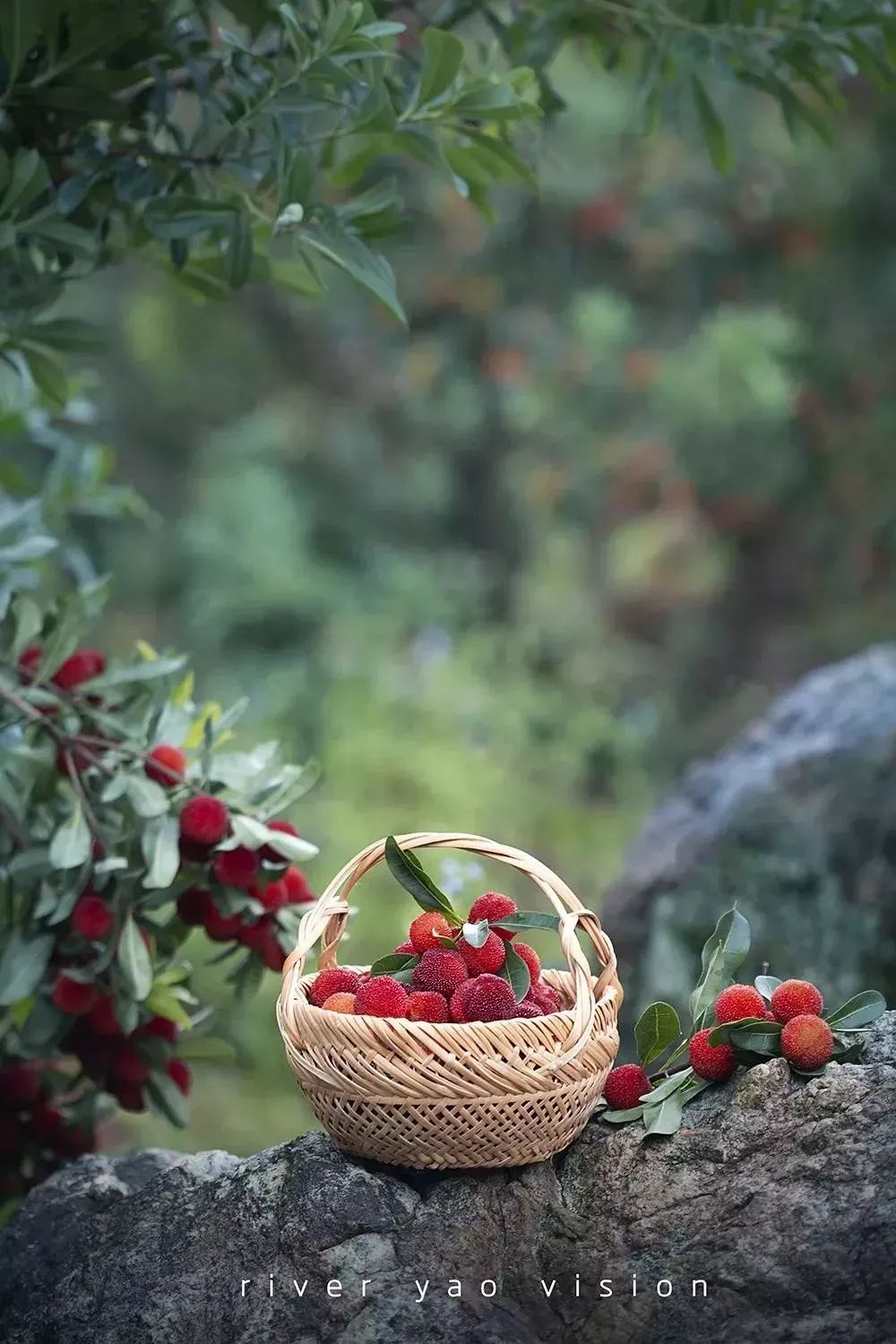 今年的杨梅哪里有采摘的,端午节摘杨梅的地方