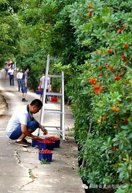 今年的杨梅哪里有采摘的,端午节摘杨梅的地方