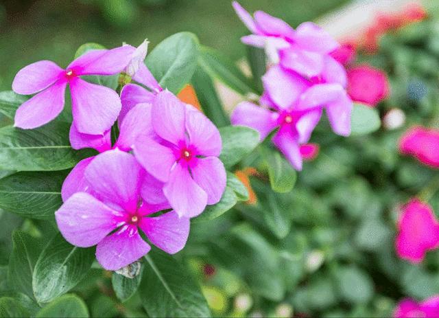 三亚攻略五天四晚,三亚详细旅游五天四晚攻略