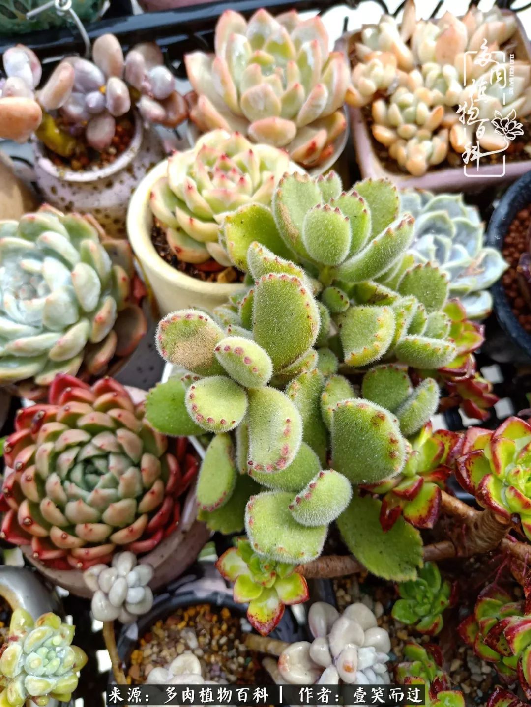 跌入神坛的多肉,跌入凡间的精灵舞蹈完整版