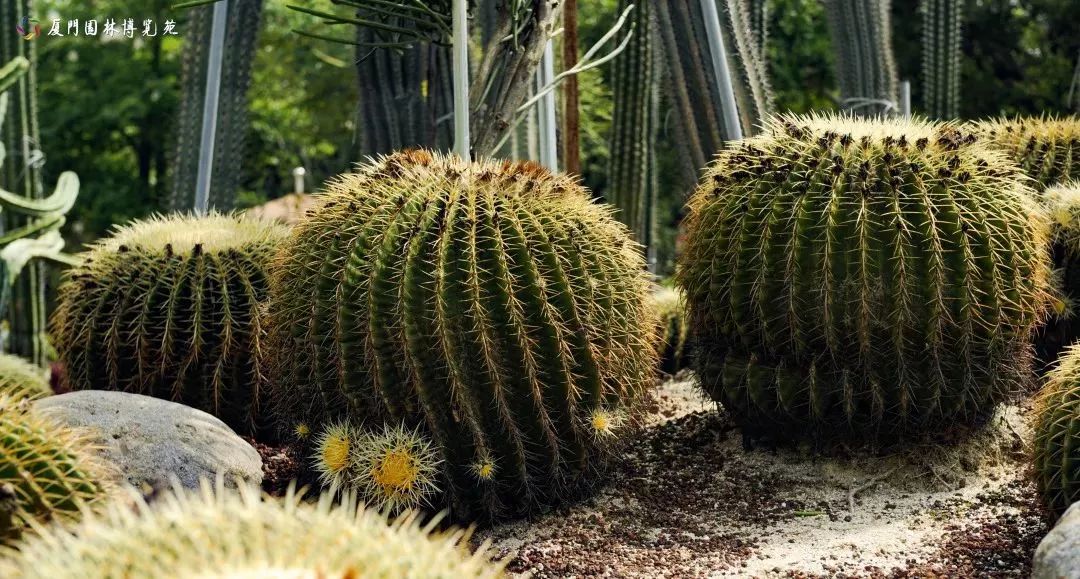 厦门适合带孩子去玩的地方推荐,厦门6月份哪里好玩