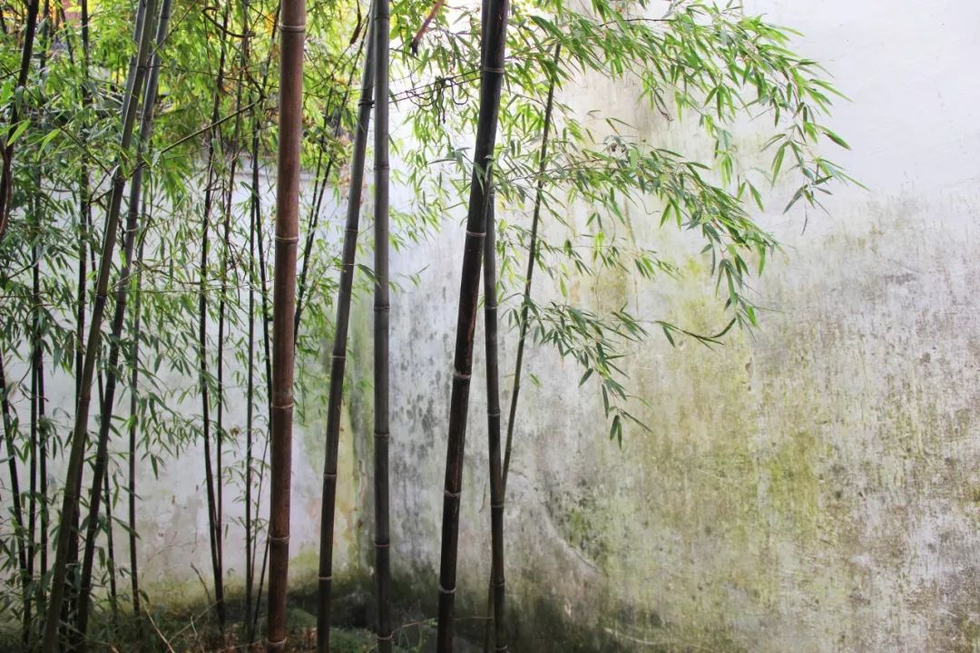 夏天最美十首诗词,100首入夏诗词带你清凉一夏