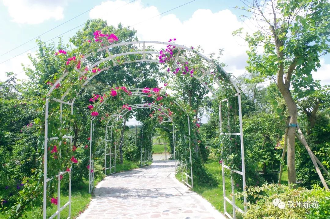 钦州花卉小镇旅游攻略,北部湾花卉小镇最佳观赏时间