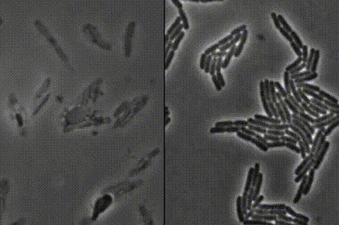 Boom!!杀菌就是爆炸!哈佛科学家终于揭开青霉素炸开细菌的50年谜题丨科学大发现