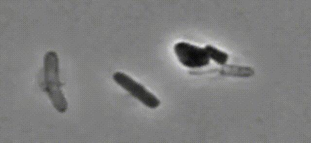 Boom!!杀菌就是爆炸!哈佛科学家终于揭开青霉素炸开细菌的50年谜题丨科学大发现