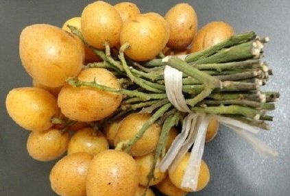 全身是宝的药,全身都是宝的种子