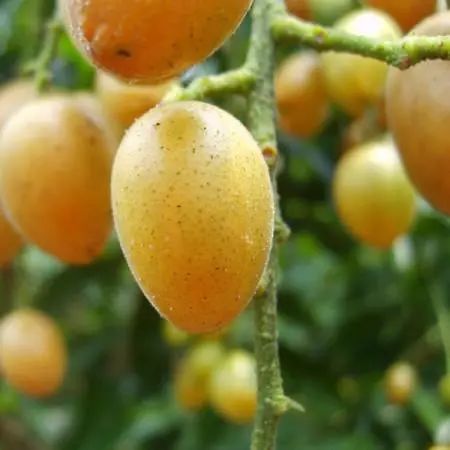 防中暑的水果,防中暑的水果有哪些