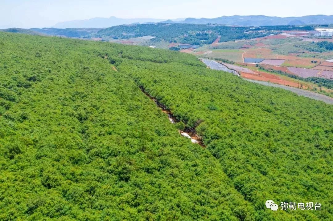 弥勒美食必吃推荐,云南弥勒美食野生菌