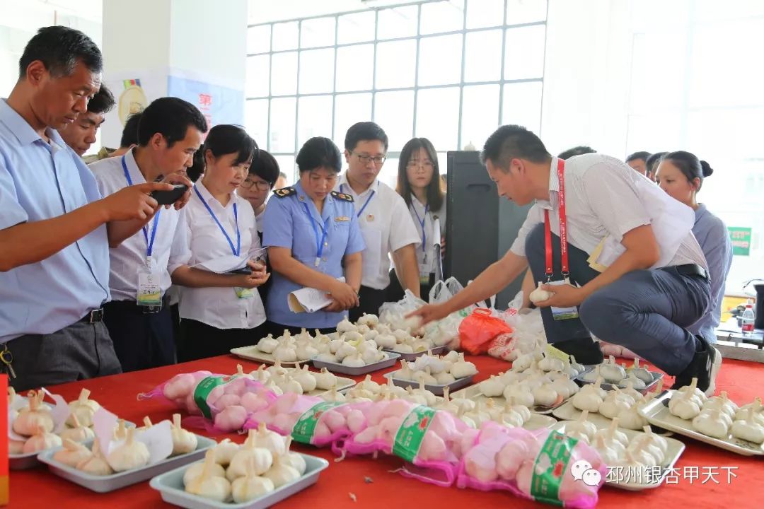 擂台争霸！邳州“白蒜王”是这样炼成的