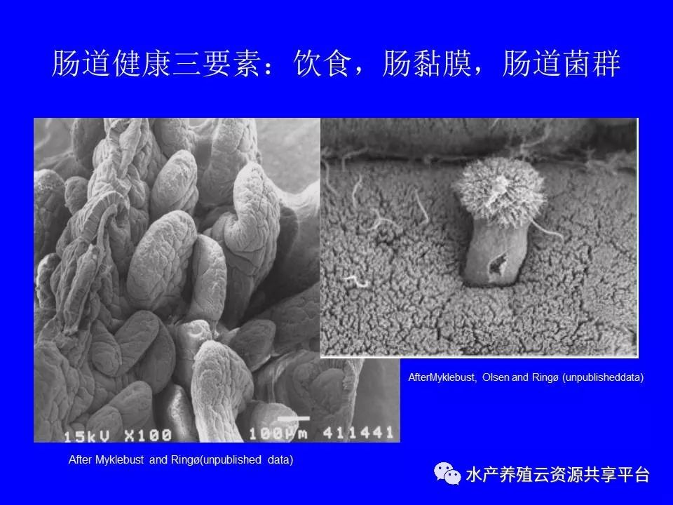 工厂化养殖南美白对虾技术详解,工厂化南美白对虾养殖全过程