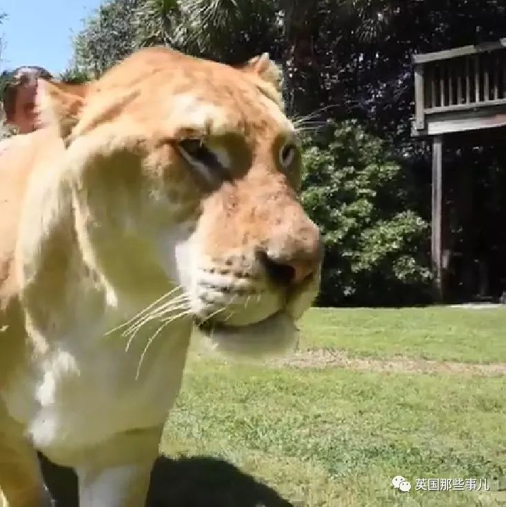 体重319公斤温柔巨兽 (319公斤的温柔巨兽)