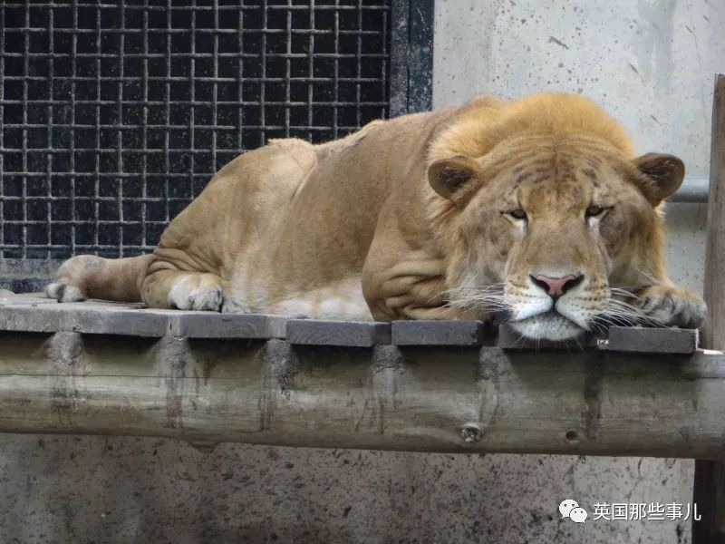 体重319公斤温柔巨兽 (319公斤的温柔巨兽)