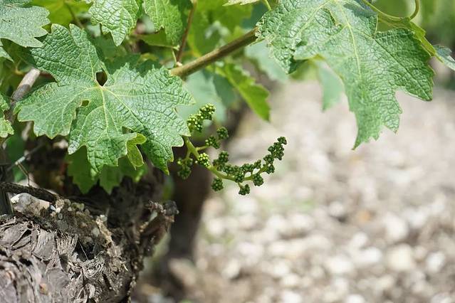 波尔多红酒美景,法国巴黎的红酒