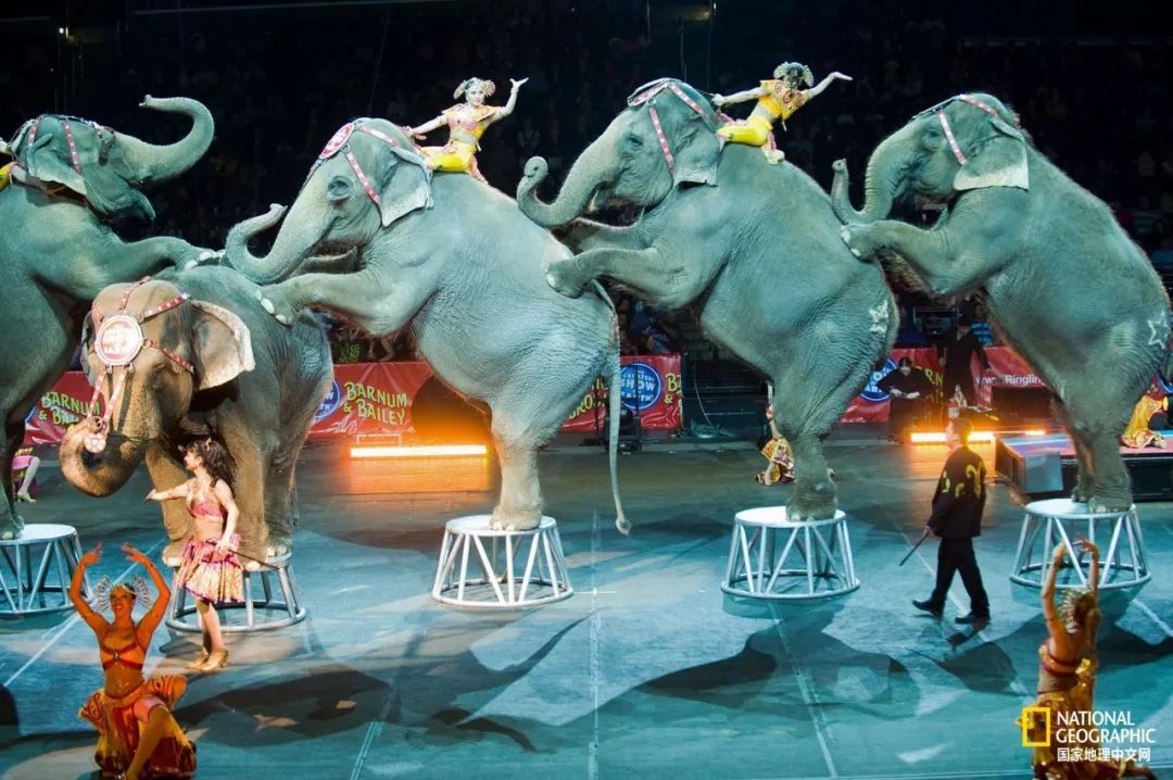 濒临灭绝的野生动物表演,动物表演的背后有多残忍