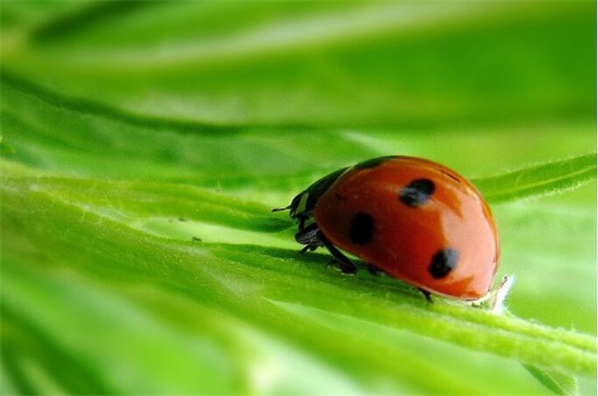 你还知道益虫有哪些,各种益虫有哪些