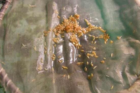 樱桃里有虫子还能吃吗,樱桃里有虫子吃了对身体有害吗