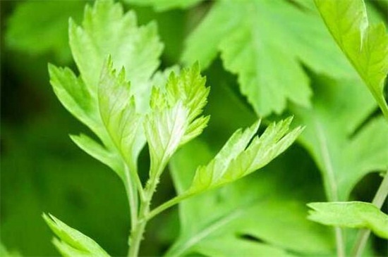 艾草长什么样子图片大全,艾草的种类有多少图片