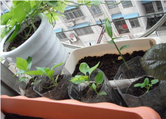 最新生姜种植技术简易地窖储存姜,种植生姜用老姜还是嫩姜