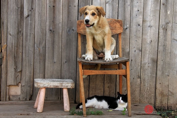 94年属狗的姻缘在哪年,94年属狗男何时有姻缘