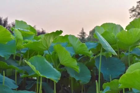 瀹夊笀澶ц瓒呰秺瀹夊ぇ,瀹夊笀澶у畨鍐滃ぇ