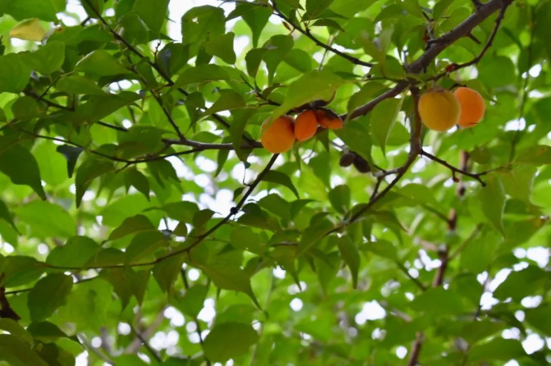 瀹夊笀澶ц瓒呰秺瀹夊ぇ,瀹夊笀澶у畨鍐滃ぇ
