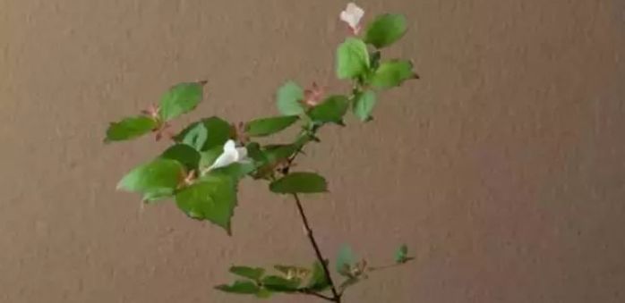 为什么有人活了六七十岁还不明白,为什么有的人六七十了还那么年轻