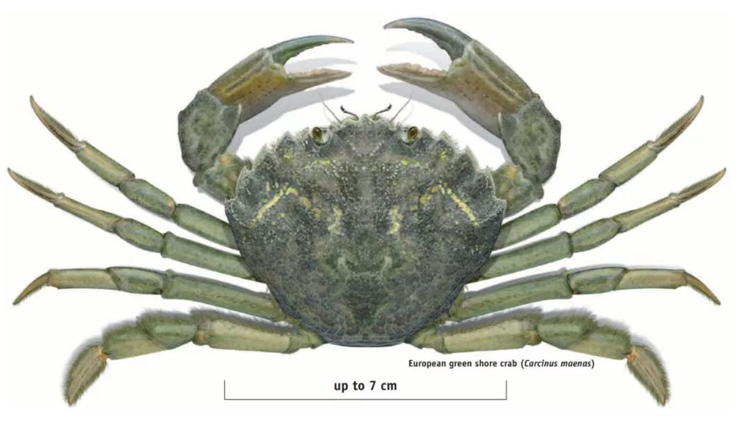 超级凶的青蟹,澳洲青蟹泛滥成灾
