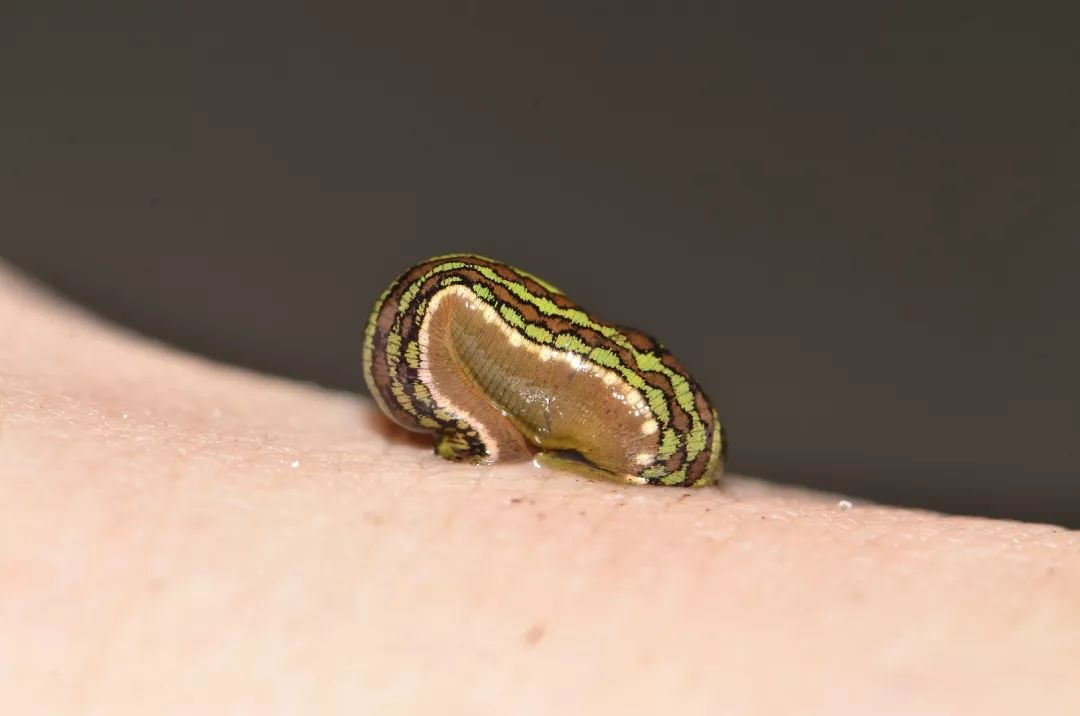 和隐翅虫差不多的黑色吸血虫,少见的吸血虫