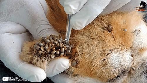 和隐翅虫差不多的黑色吸血虫,少见的吸血虫