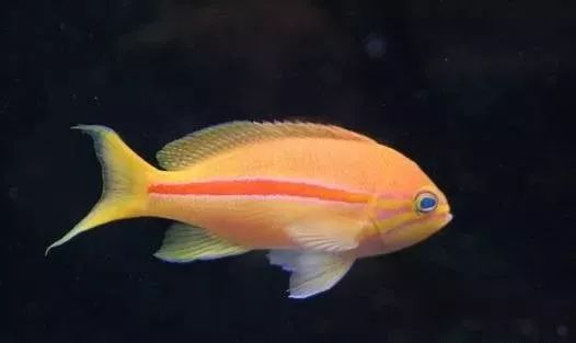 海金鱼状态不好怎么处理,草金鱼养着养着褪色了是怎么回事