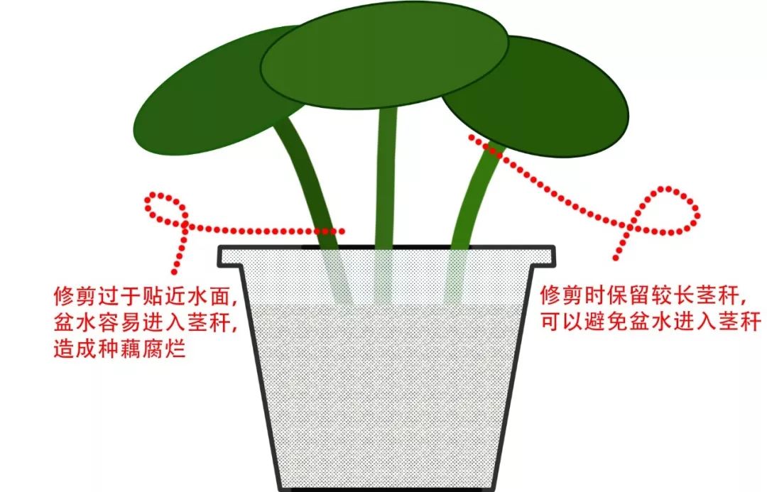 碗莲出现僵苗怎么补救,碗莲烂茎发黑怎么办