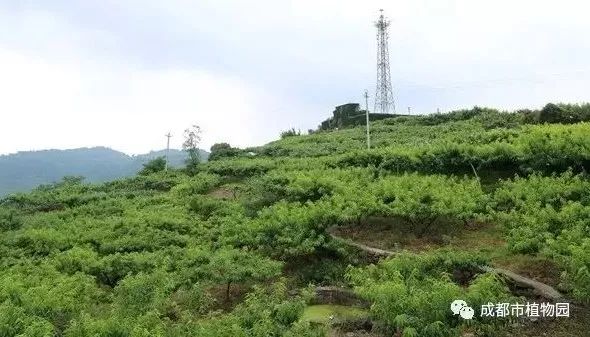 红桃子,红桃子成熟季节