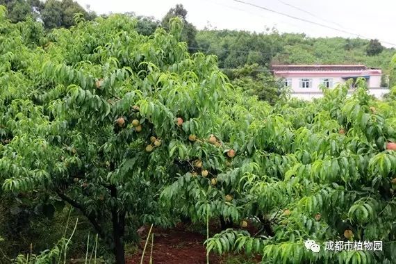 红桃子,红桃子成熟季节
