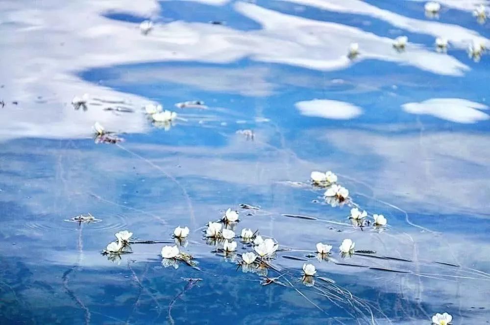 泸沽湖2月开花吗,泸沽湖等你