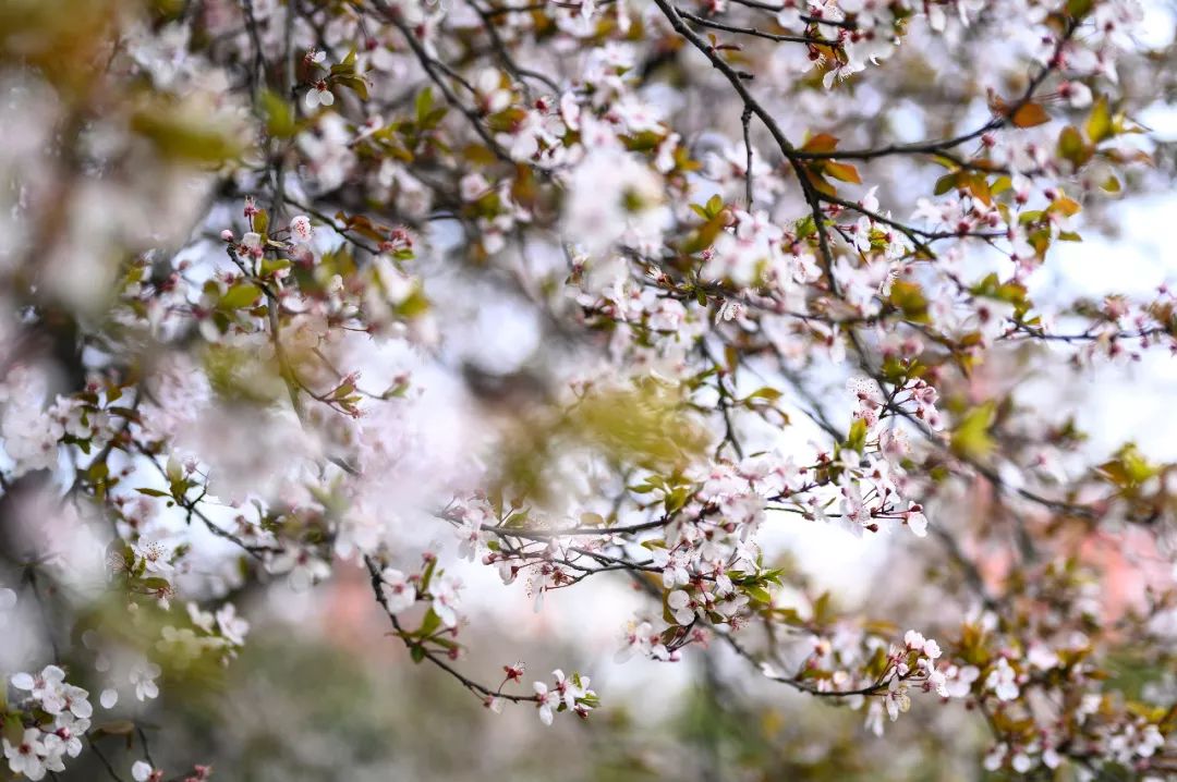 尼康z2470mmf4镜头口径,尼康z24-70f4镜头最大焦段